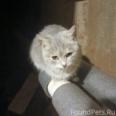 Найден котёнок. Ласковая, общи...