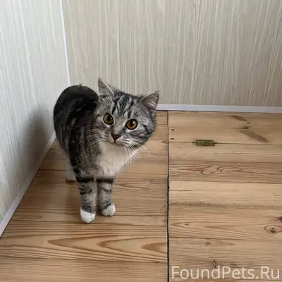 Найдена кошка/кот. Забралась в...