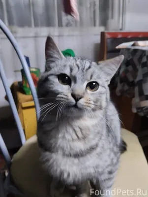 Здравствуйте! Найдена кошка в ...