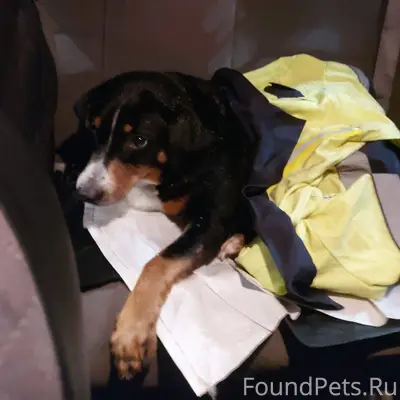 ‼️СРОЧНО ХОЗЯИН НАЙДИСЬ ‼️ Ист...