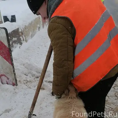Найден пес с красным ошейником...