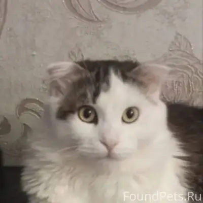 Пропала кошка в 7ом мкр. Соня....