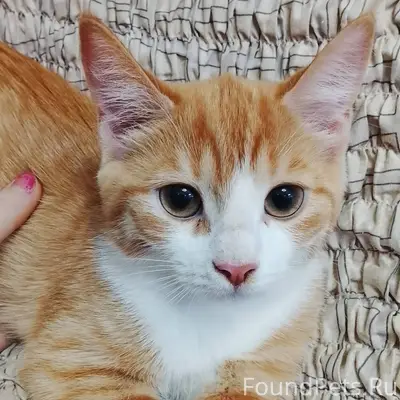!!! Найден котёнок!!! Найден н...
