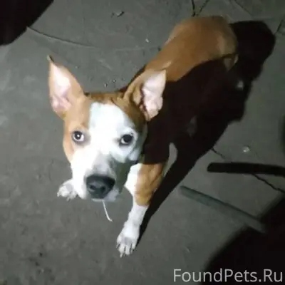 Срочно! Распростаните, пожалуй...