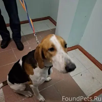 Собака породы Поинтер, найден ...