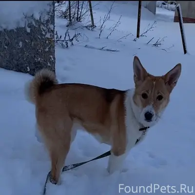 Ищем хозяев девчуле. Молодая с...