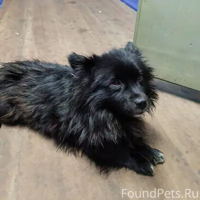 29.12.Найден пес у общаг...