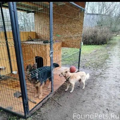 Потерялась собака (овчарка) Пр...