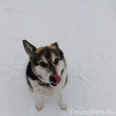 Убежала собака 😭девочка Дина, ...