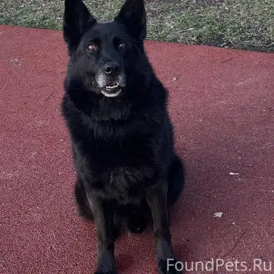 Потерялась собака ,ищем 3 неде...