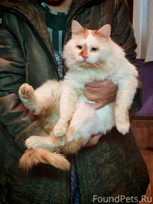 Найден кот 23 декабря во дворе...