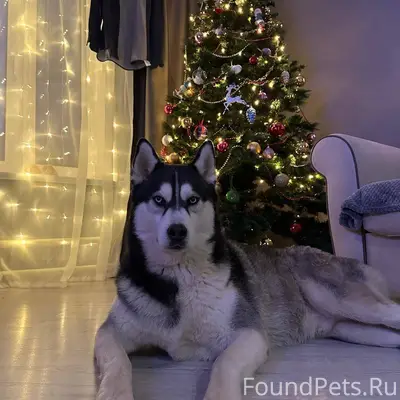 Потерялась собака, выбежала из...