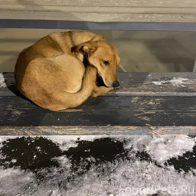 Собака с ошейником кто то поте...