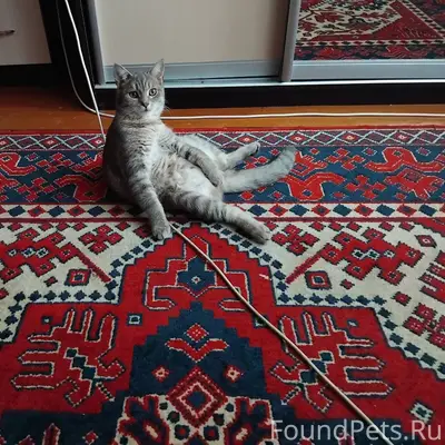 Пропал кот звать тимоша может ...