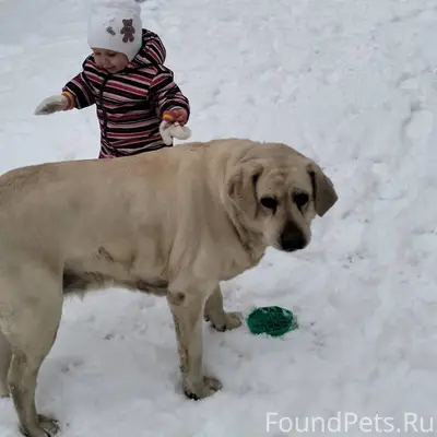 Пропала собака‼️ Лабрадор, све...