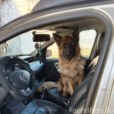 Пропала собака нашедшего прось...