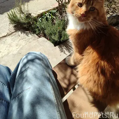 Пропал кот. Но не надежда его....