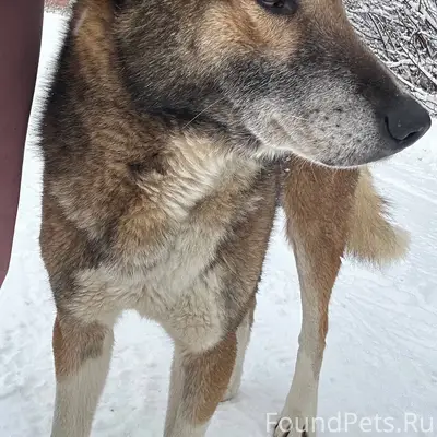 Добрый день! прибилась собака ...