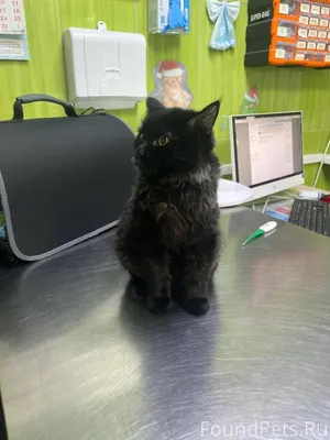 Потерялся котёнок по кличке Бл...
