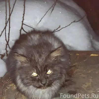 Выбросили шикарного кота,сидит...