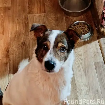 Найден пёс,чей потеряшка? Хозя...