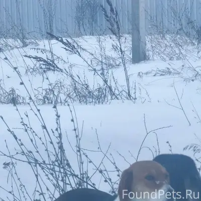 В Алексеевке у остановки бегае...