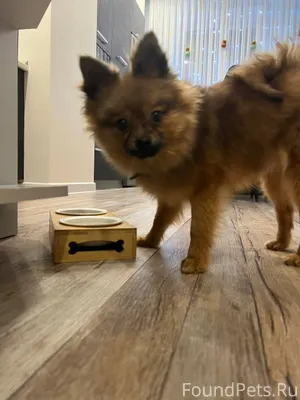 Найдена собака в старом городе...