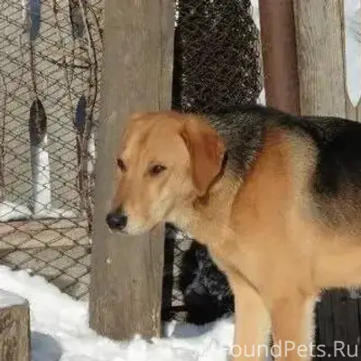 28.12 В Шуйском районе лес...