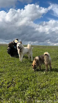 Пропали 2 западносибирские лай...