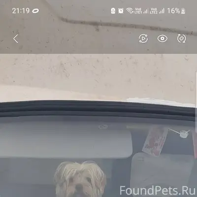 Потерялась собака,в районе тц ...