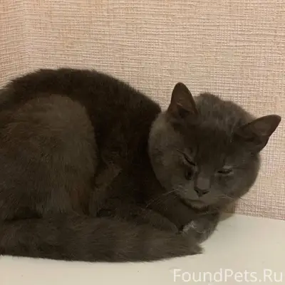 Найден кот, срочно ищем хозяев...