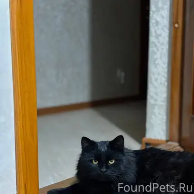 Бахчисарай! Пропал кот! 28.12....