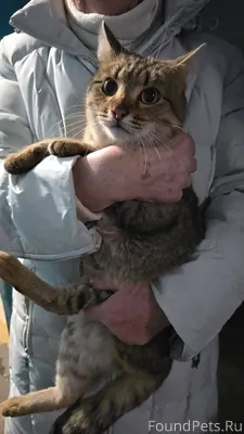 29 декабря был найден кот. Ухо...