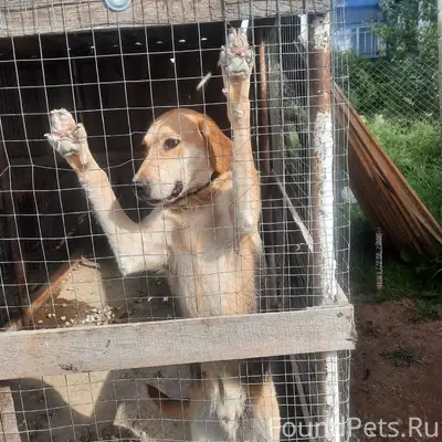Добрый вечер! Пропала собака г...