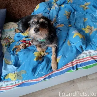 Потерялась собака.В районе 3 м...