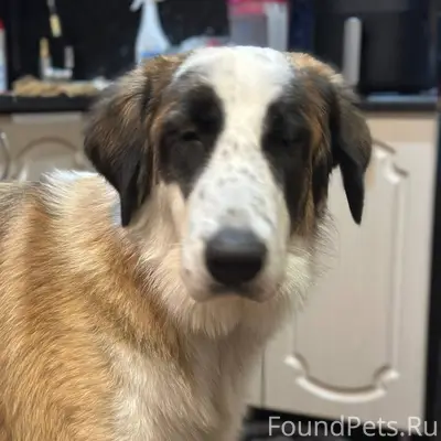 Аня Морозова Пропала собака Ла...