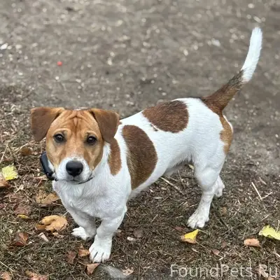 Друзья помогите найти, убежал ...