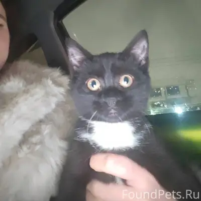 ⚡⚡⚡⚡⚡Найден котёнок, девочка, ...