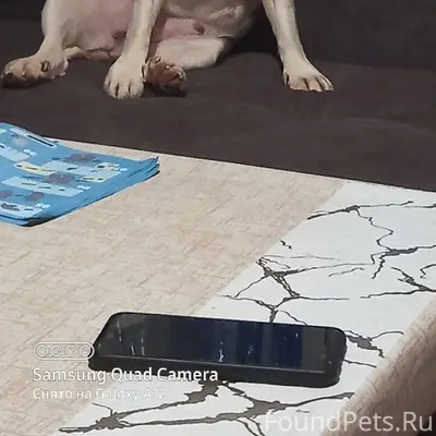 Потерялась собака бигель (по к...