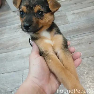 Найден щенок девочка! Замерзал...