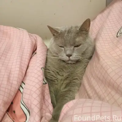 Пропал кот, по ул. Свердлова д...