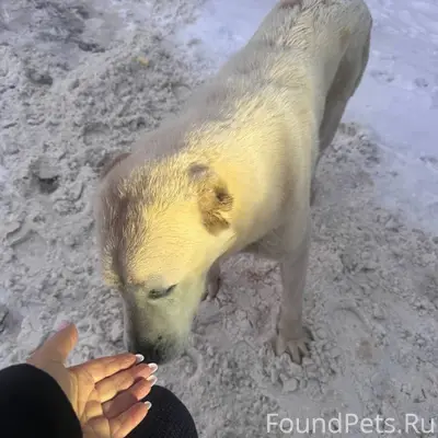 Найдена собака, алабай МО, Ист...
