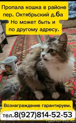 🆘🆘🆘 Пропала кошка в районе пер...