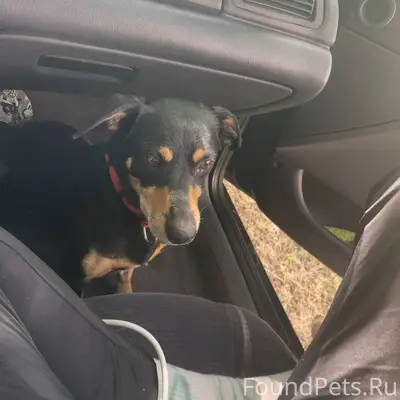 ‼️Пропал пёс,зовут цезарь был ...