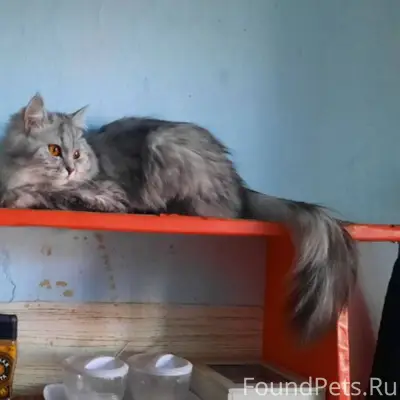 #plants_animals@bonus_shrpv Пр...