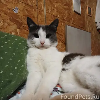 Пропал кот по имени Пупик в...