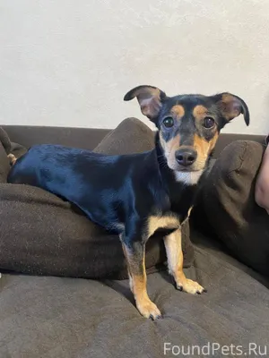 Пропала собака в поселке «Ключ...