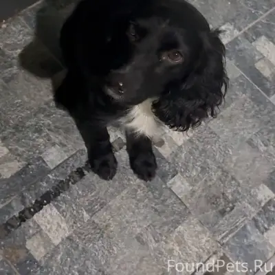 Район ЗИП. Бегает пес , видимо...