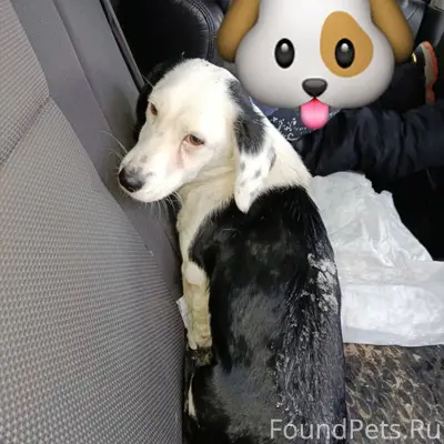 На наших глазах сбили собаку, ...