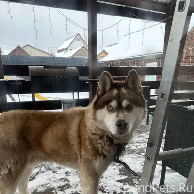 ‼️Абдулино ‼️ Пропала собака, ...